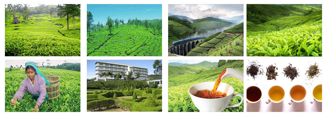 Ceylon Tea