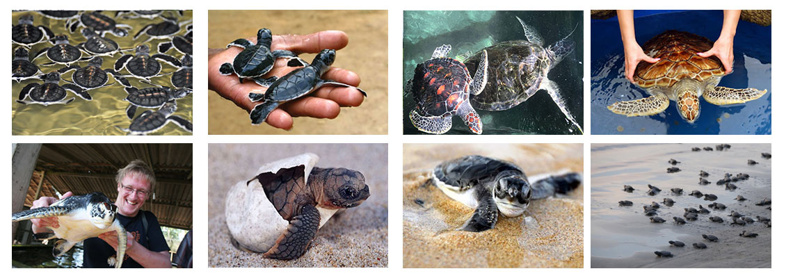 Sea Turtles Sri Lanka Tours
