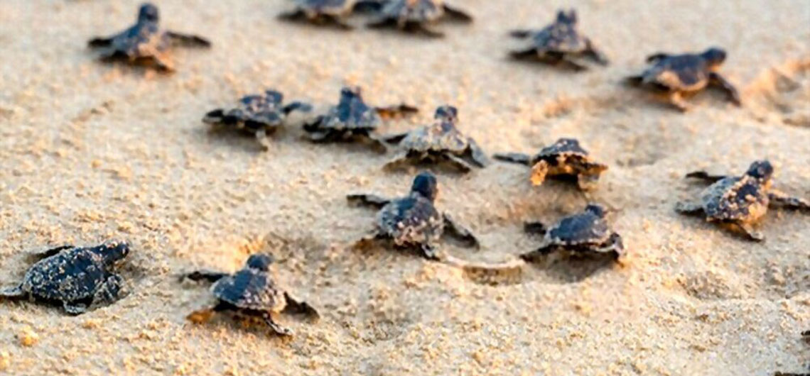 Sri Lanka Water Sports