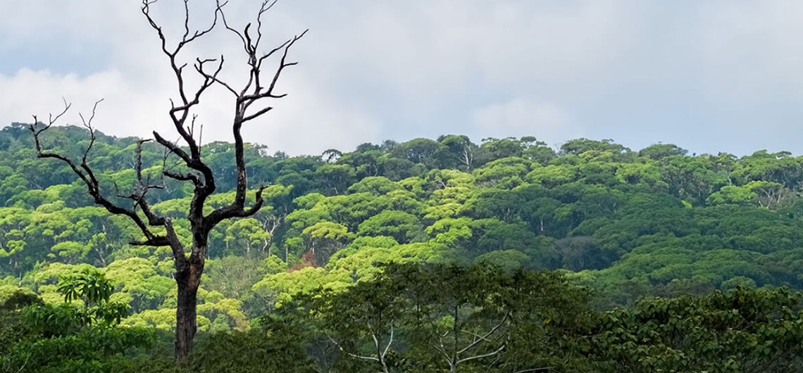 Sinharaja Rain Forest