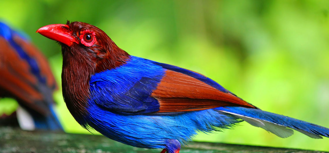 Holidays in Sri Lanka, Sri Lanka Sunray Lanka Tours & Travels