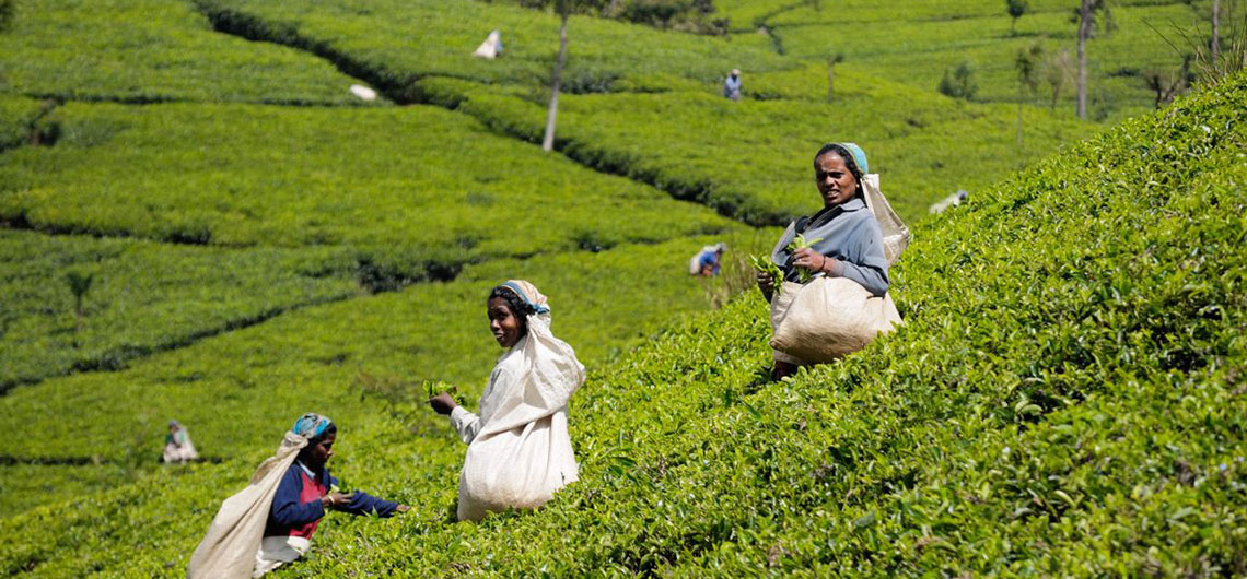Flavors of Sri Lanka