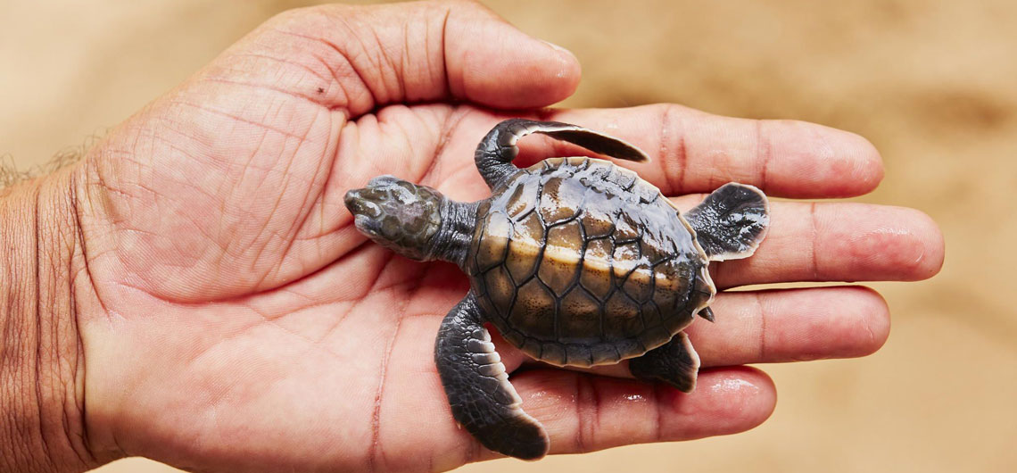 Holidays in Sri Lanka, Sri Lanka Sunray Lanka Tours & Travels